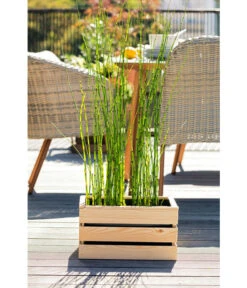 Japanischer Schachtelhalm 9 Japanischer Schachtelhalm -Haus Pflanzen Welt 8311532 WE MO 001 JapanischerSchachtelhalm