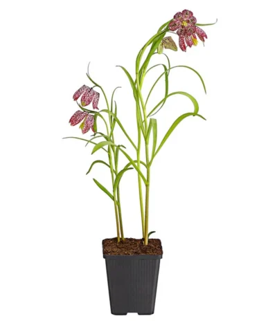 Schachbrettblume - Kibitzei -Haus Pflanzen Welt 8311722 PR FS 001 FritillariaMeleagrisT9DehnerExpressHerzig