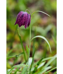 Schachbrettblume - Kibitzei -Haus Pflanzen Welt 8311722 WE MO 001 FritillariaMeleagrisSchachbrettblumeLucknerMai2015