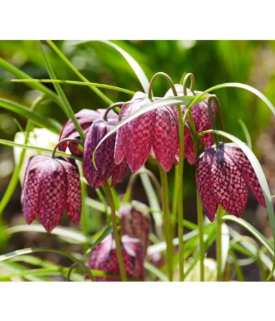 Schachbrettblume - Kibitzei -Haus Pflanzen Welt 8311722 WE MO 001 SchachbrettblumeFrittilariaPixabay