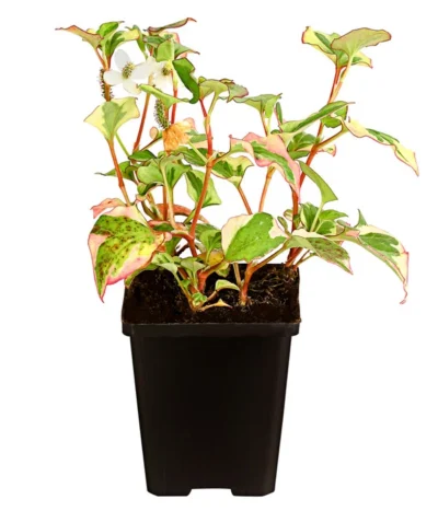 Chamäleonpflanze - Buntblatt - Eidechsenschwanz 5 Chamäleonpflanze - Buntblatt - Eidechsenschwanz -Haus Pflanzen Welt 8311862 WE FS 001 ChamaeleonpflanzeHouttuyniaCordataT9DehnerExpressHerzig