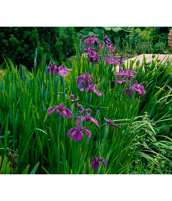 Wasserschwertlilie - Japanische Sumpf-Schwertlilie 3 Wasserschwertlilie - Japanische Sumpf-Schwertlilie