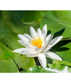 Dehner Aqua Seerose 12 Dehner Aqua Seerose -Haus Pflanzen Welt 8313595 PR DE 001 NymphaeaSeeroseWeissPrivatgartenLucknerMai2017