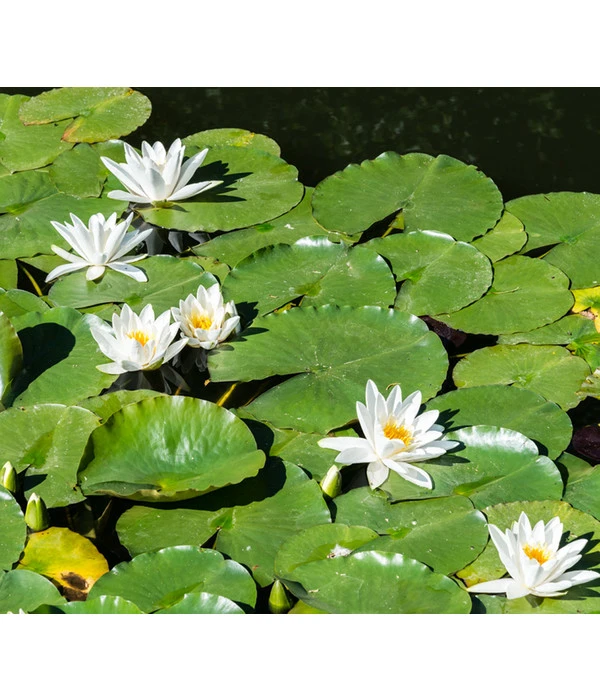 Dehner Aqua Seerose 6 Dehner Aqua Seerose – Bild 4