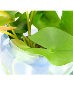 Dehner Aqua Seerose 10 Dehner Aqua Seerose -Haus Pflanzen Welt 8313595 WE DE 001 SeeroseTrockenWeissNymphaeaT11DehnerExpressHerzig