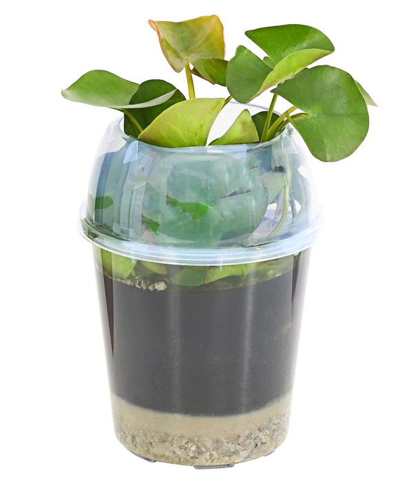 Dehner Aqua Seerose 4 Dehner Aqua Seerose – Bild 2