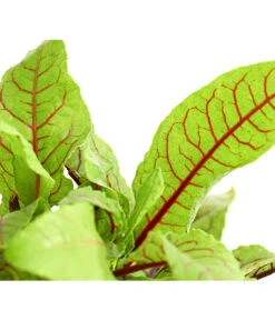 Hainampfer - Teichampfer