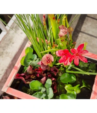 Dehner Wasserpflanzen-Arrangement -Haus Pflanzen Welt 8314841 PR DE 012 PflanzsetTerrassenteichAllgreen