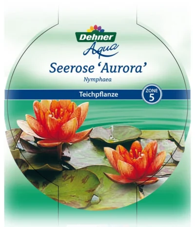 Dehner Seerose 'Aurora' -Haus Pflanzen Welt 8315921 Seerose Aurora Etikett 1 NEU