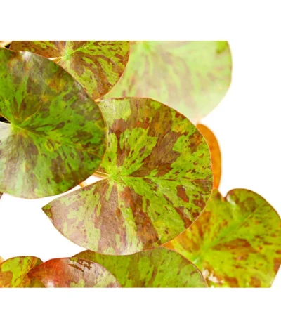 Dehner Seerose 'Aurora' -Haus Pflanzen Welt 8315921 WE DE 001 SeeroseNymphaeaHybrideGelbOrangeT14DehnerExpressHerzig