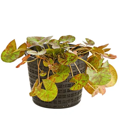 Dehner Seerose 'Aurora' -Haus Pflanzen Welt 8315921 WE FS 001 SeeroseNymphaeaHybrideGelbOrangeT14DehnerExpressHerzig