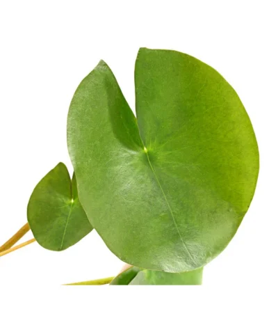 Dehner Seerose 'Red Spider' -Haus Pflanzen Welt 8315939 WE DE 001 SeeroseGezackteBluetenblaetterNymphaeaHybrideT14DehnerExpressHerzig