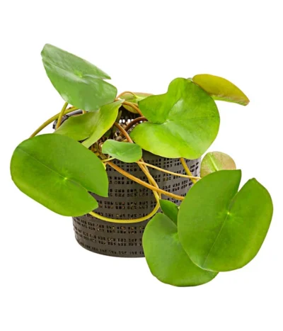 Dehner Seerose 'Red Spider' -Haus Pflanzen Welt 8315939 WE FS 001 SeeroseGezackteBluetenblaetterNymphaeaHybrideT14DehnerExpressHerzig