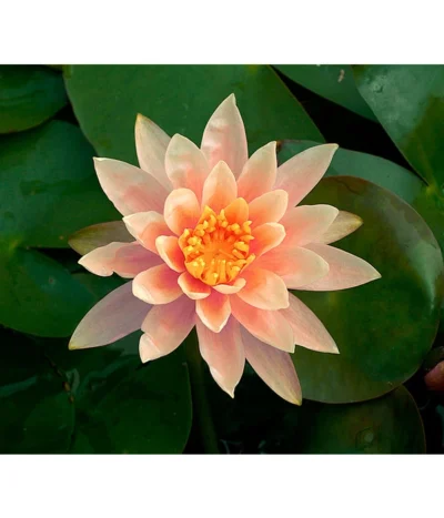 Dehner Seerose 'Sioux'