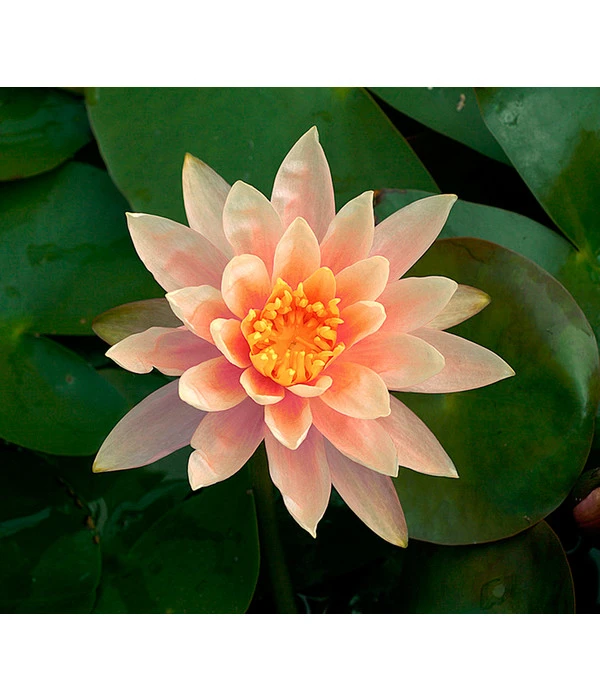 Dehner Seerose 'Sioux' 3 Dehner Seerose 'Sioux'