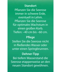 Dehner Seerose 'Sioux' 13 Dehner Seerose 'Sioux' -Haus Pflanzen Welt 8315947 Seerose Sioux Etikett 2