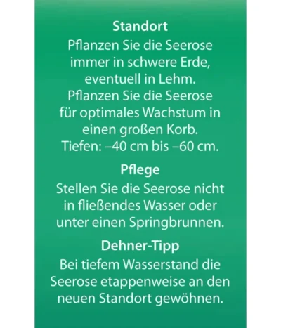 Dehner Seerose 'Sioux' -Haus Pflanzen Welt 8315947 Seerose Sioux Etikett 2