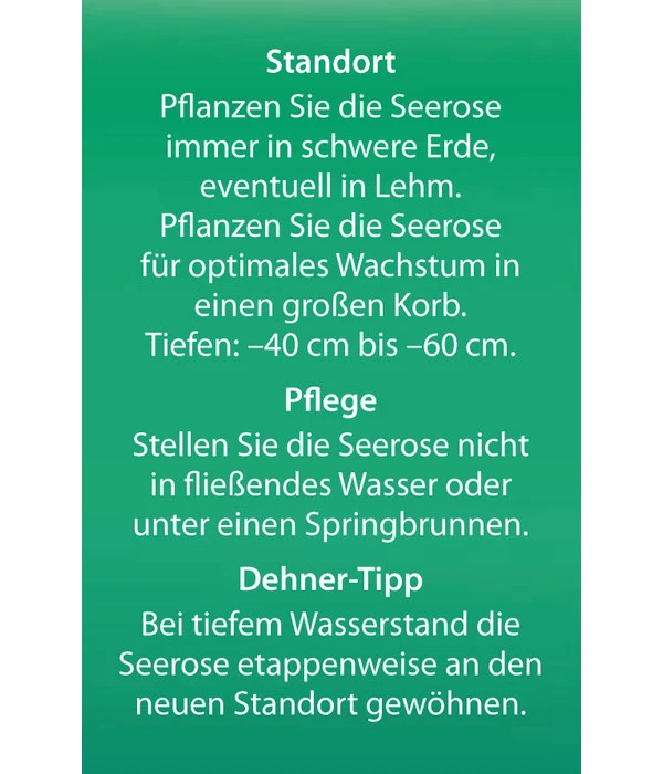 Dehner Seerose 'Sioux' 8 Dehner Seerose 'Sioux' – Bild 6