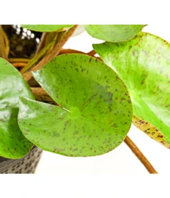 Dehner Seerose 'Sioux' 10 Dehner Seerose 'Sioux' -Haus Pflanzen Welt 8315947 WE DE 001 SeeroseOrangeGestielteBluetenNymphaeaHybrideT14DehnerExpressHerzig