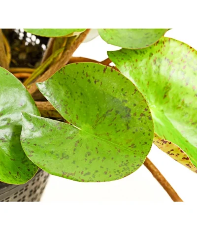 Dehner Seerose 'Sioux' -Haus Pflanzen Welt 8315947 WE DE 001 SeeroseOrangeGestielteBluetenNymphaeaHybrideT14DehnerExpressHerzig