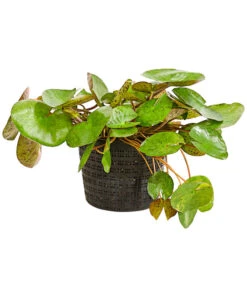 Dehner Seerose 'Sioux' 9 Dehner Seerose 'Sioux' -Haus Pflanzen Welt 8315947 WE FS 001 SeeroseOrangeGestielteBluetenNymphaeaHybrideT14DehnerExpressHerzig