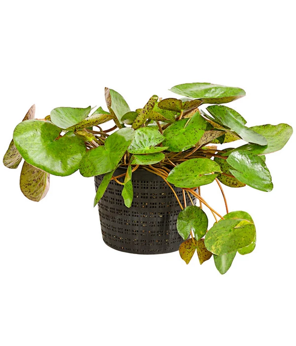 Dehner Seerose 'Sioux' 4 Dehner Seerose 'Sioux' – Bild 2