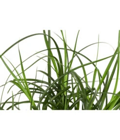 Westfälische Segge 7 Westfälische Segge -Haus Pflanzen Welt 8316218 WE DE 001 CarexdivulsaSeggeT7