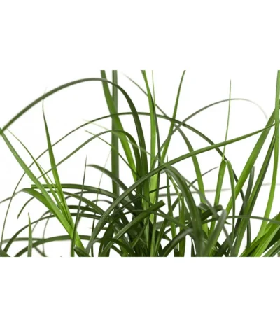 Westfälische Segge -Haus Pflanzen Welt 8316218 WE DE 001 CarexdivulsaSeggeT7