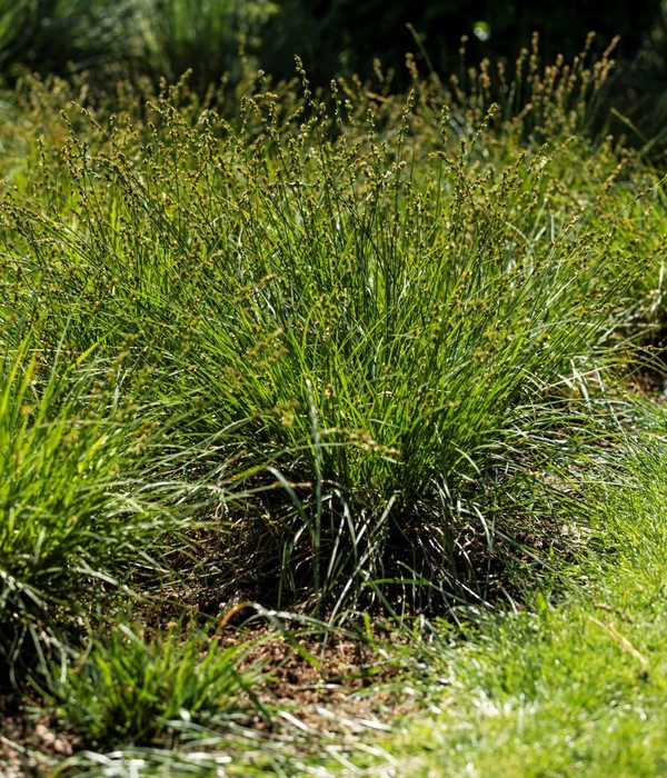 Westfälische Segge 4 Westfälische Segge – Bild 2