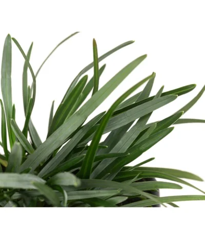 Moor-Blaugras 7 Moor-Blaugras -Haus Pflanzen Welt 8316242 WE DE 003 SesleriaCaeruleaMoorBlaugras