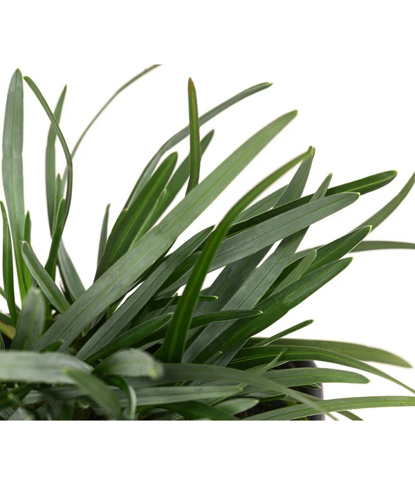 Moor-Blaugras 5 Moor-Blaugras – Bild 3