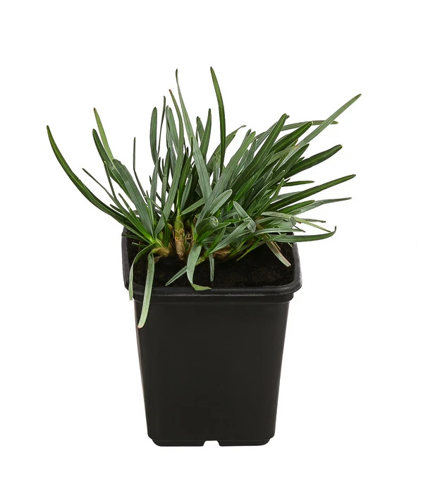 Moor-Blaugras 3 Moor-Blaugras