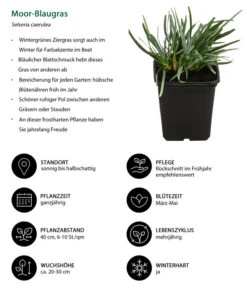 Moor-Blaugras 6 Moor-Blaugras -Haus Pflanzen Welt 8316242 WE IG 001 MoorBlaugras