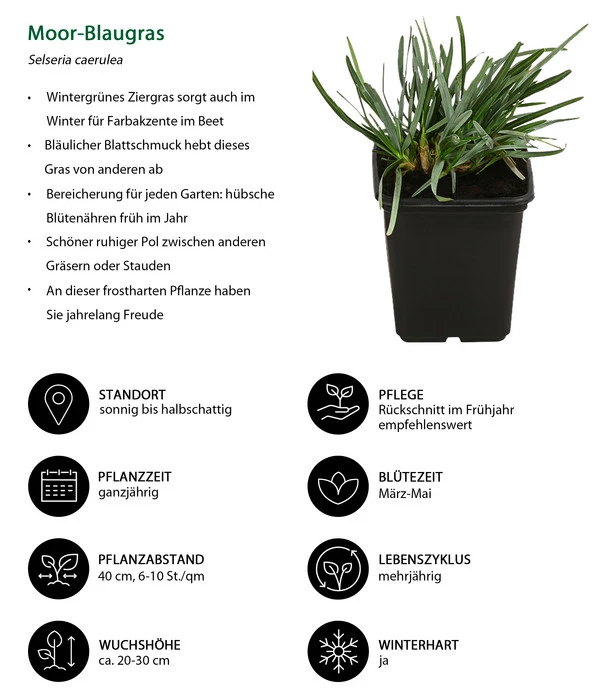 Moor-Blaugras 4 Moor-Blaugras – Bild 2