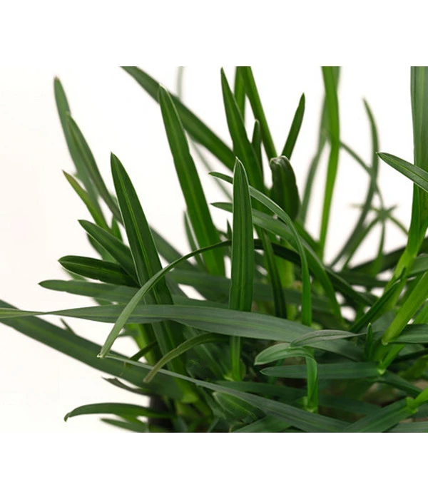 Blaugras 'Greenlee Hybrid' 6 Blaugras 'Greenlee Hybrid' – Bild 4