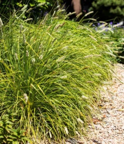 Blaugras 'Greenlee Hybrid' 7 Blaugras 'Greenlee Hybrid' -Haus Pflanzen Welt 8316259 WE MO 001 SesleriaGreenleeHybridBlaugrasT7