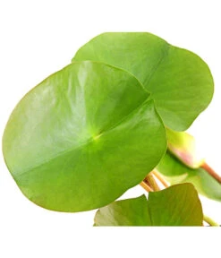 Dehner Seerose 'Attraction' 8 Dehner Seerose 'Attraction' -Haus Pflanzen Welt 8316416 WE DE 001 SeeroseNymphaeaAttractionT11DehnerExpressHerzig