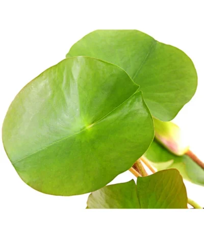 Dehner Seerose 'Attraction' -Haus Pflanzen Welt 8316416 WE DE 001 SeeroseNymphaeaAttractionT11DehnerExpressHerzig