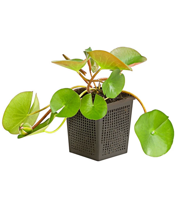 Dehner Seerose 'Attraction' 4 Dehner Seerose 'Attraction' – Bild 2