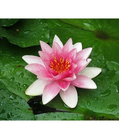 Dehner Seerose 'Attraction'