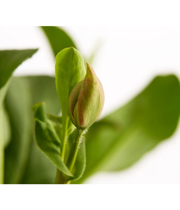 Eidechsenschwanz 3 Eidechsenschwanz