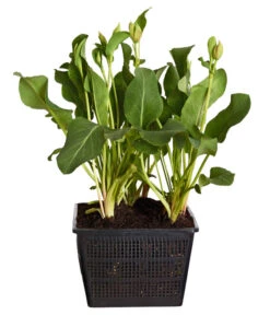 Eidechsenschwanz 6 Eidechsenschwanz -Haus Pflanzen Welt 8319139 WE FS 001 EidechsenschwanzAnemopsisCalifornicaT18DehnerExpressZS