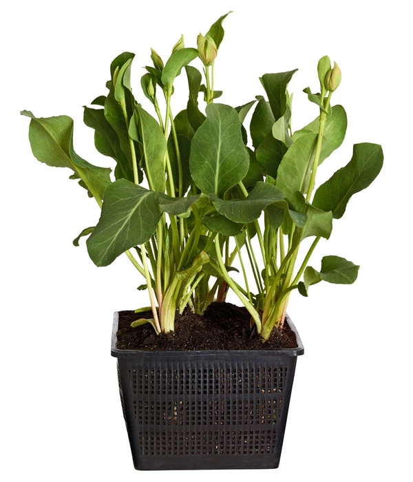 Eidechsenschwanz 4 Eidechsenschwanz – Bild 2