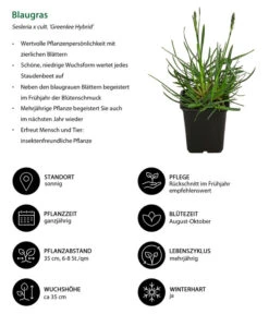 Blaugras 'Greenlee Hybrid' 8 Blaugras 'Greenlee Hybrid' -Haus Pflanzen Welt 8320327 WE IG 001 Blaugras