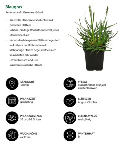 Blaugras 'Greenlee Hybrid' 8 Blaugras 'Greenlee Hybrid' -Haus Pflanzen Welt 8320327 WE IG 001 Blaugras