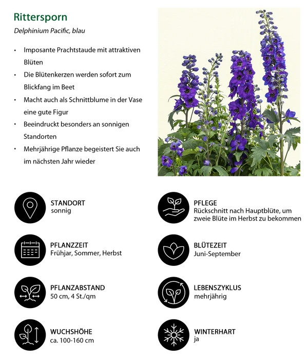 Rittersporn, Verschiedene Farben 12 Rittersporn, Verschiedene Farben – Bild 10