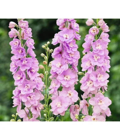 Rittersporn, Verschiedene Farben 17 Rittersporn, Verschiedene Farben -Haus Pflanzen Welt 8352759 WE FS 003 RitterspornDelphiniumHybrideRosa