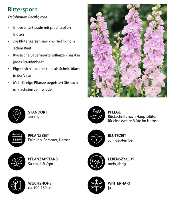 Rittersporn, Verschiedene Farben 14 Rittersporn, Verschiedene Farben – Bild 12