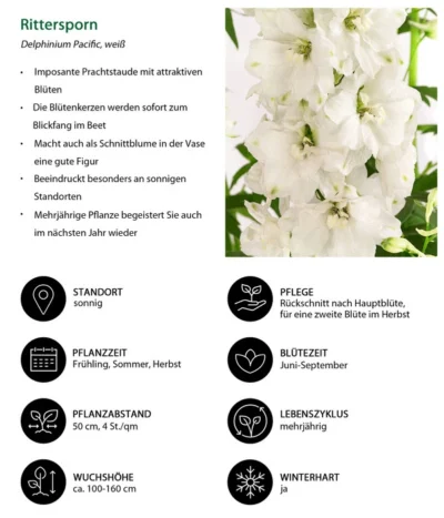 Rittersporn, Verschiedene Farben 27 Rittersporn, Verschiedene Farben -Haus Pflanzen Welt 8352783 WE IG 001 RitterspornWeiss