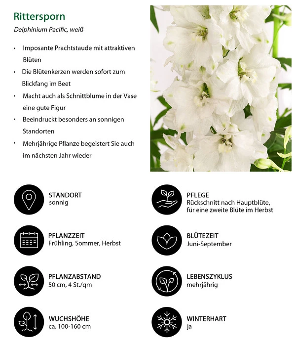 Rittersporn, Verschiedene Farben 15 Rittersporn, Verschiedene Farben – Bild 13
